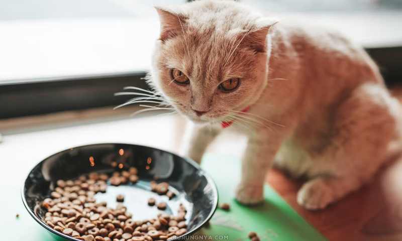 Cara Melatih Kucing Makan Dry Food (inversecom)
