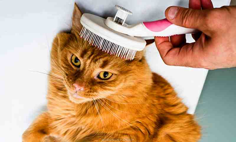 Manfaat Grooming Kucing (aspcaorg)