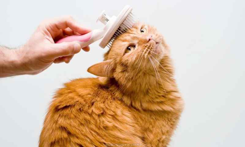 Manfaat Grooming Kucing dan Caranya (curiouscatpeoplecom)