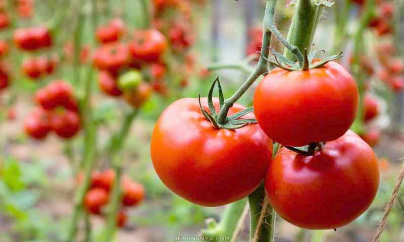 Manfaat Tomat Untuk Burung Kenari (infarmcoid)