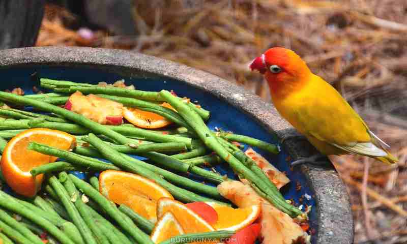 Sayuran Ajaib Untuk Lovebird (birdfactcom)